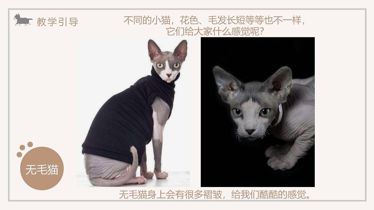学前教育大班《喵的合影》课件第7页