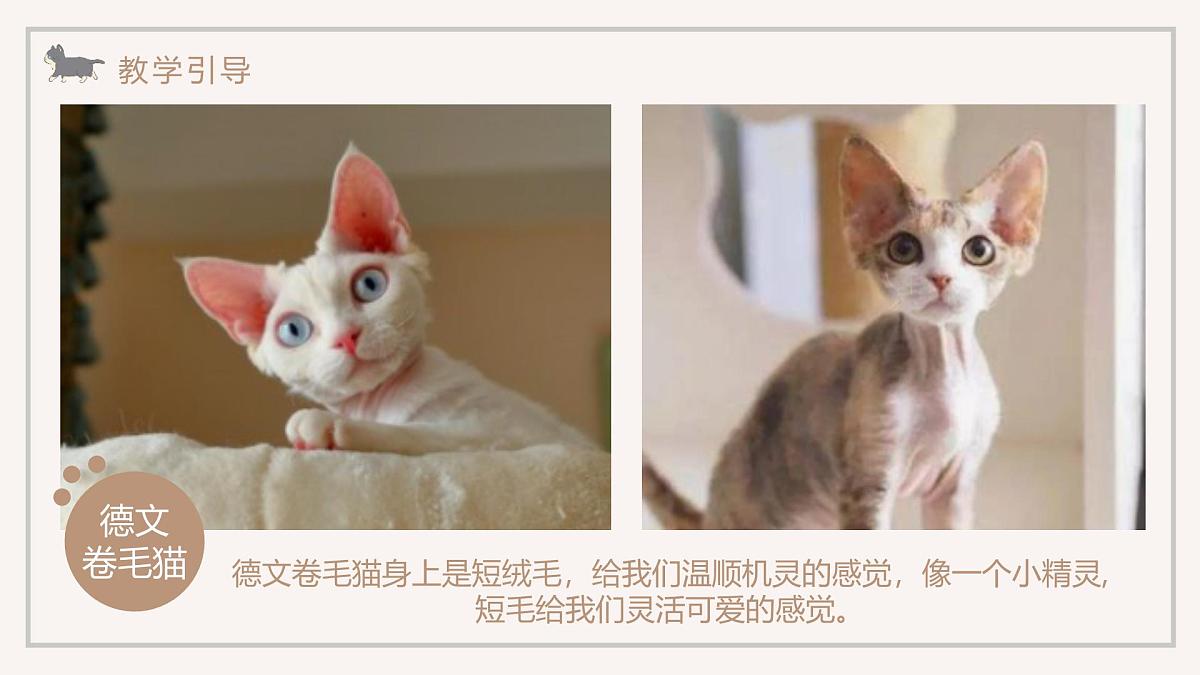 学前教育大班《喵的合影》课件第8页