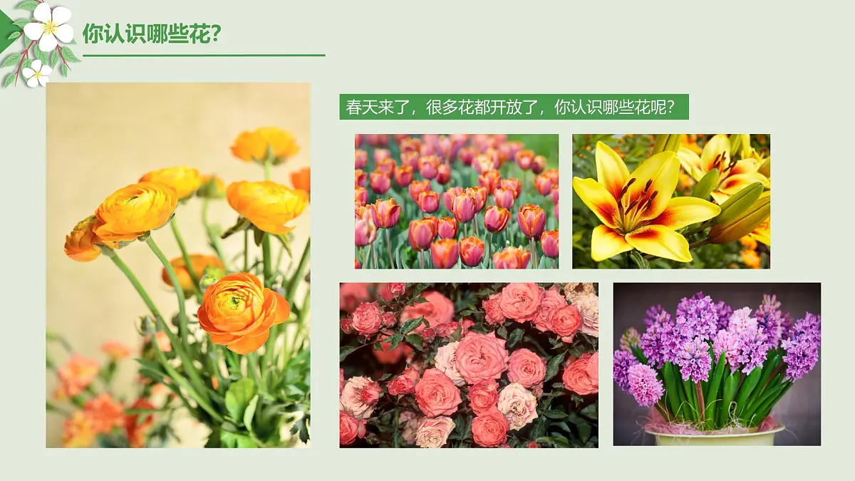 学前教育大班《美丽的花房》课件第5页