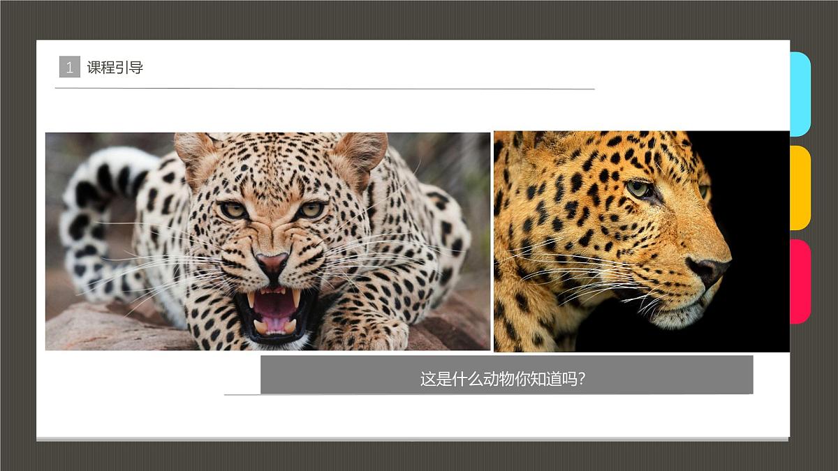 学前教育大班《可爱的豹子》课件第4页