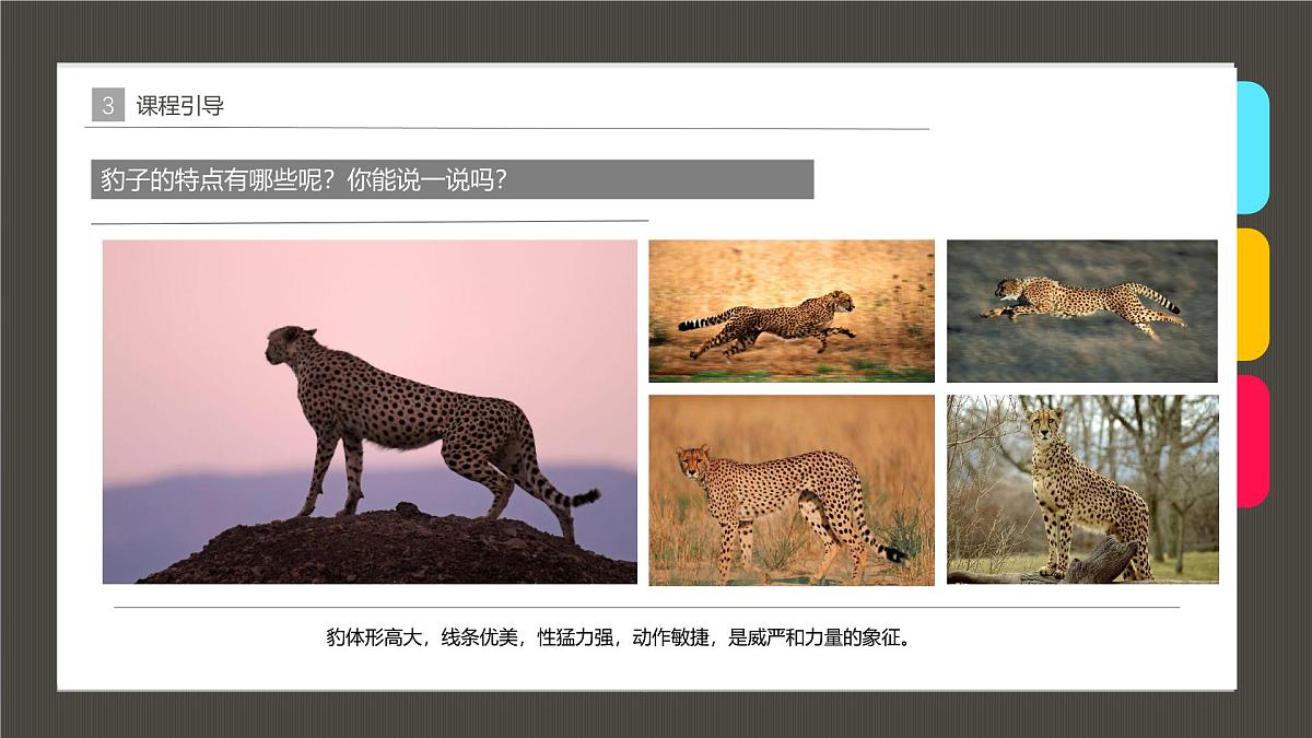 学前教育大班《可爱的豹子》课件第6页