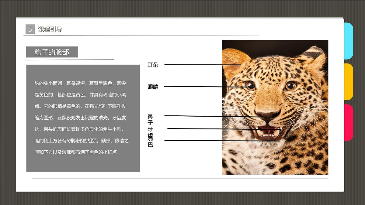 学前教育大班《可爱的豹子》课件第8页