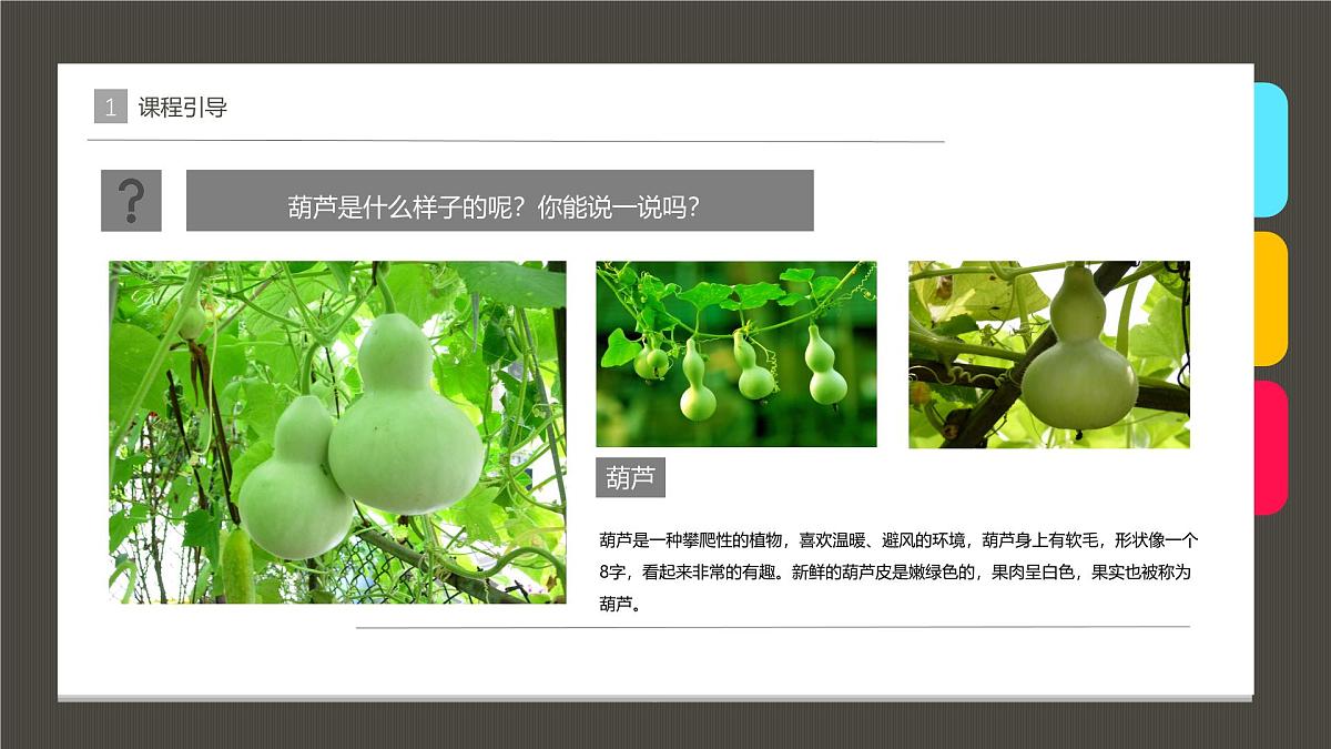 学前教育大班《葫芦》课件第4页