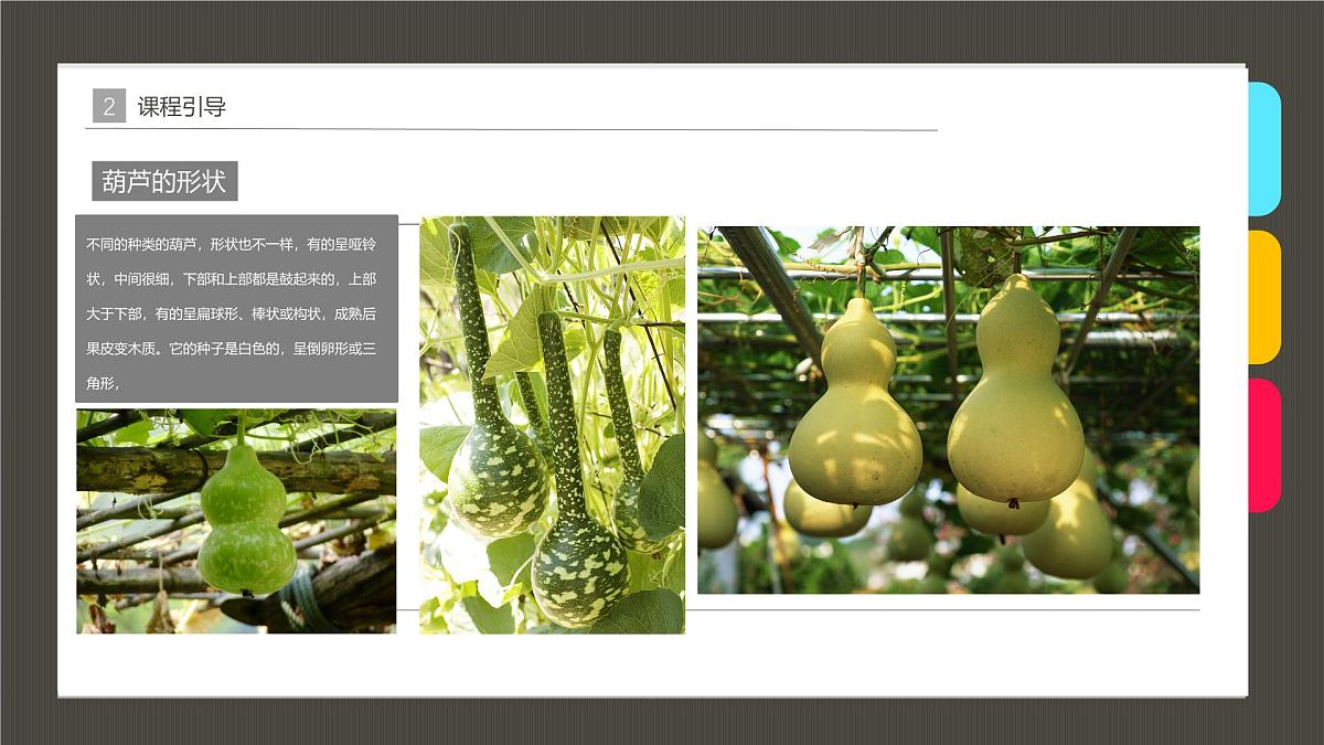 学前教育大班《葫芦》课件第5页