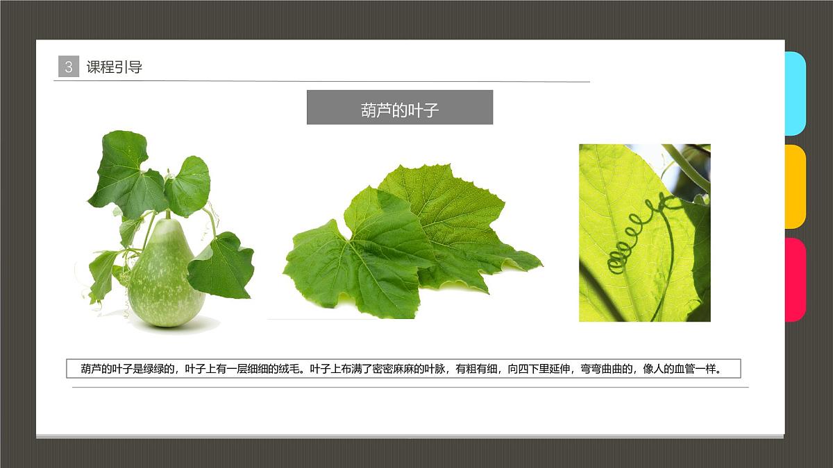 学前教育大班《葫芦》课件第6页