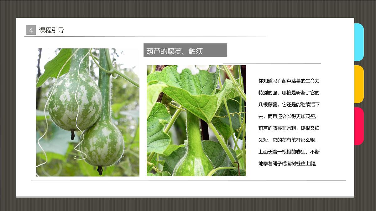 学前教育大班《葫芦》课件第7页