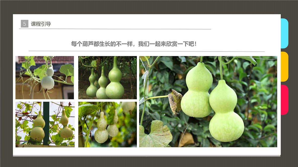 学前教育大班《葫芦》课件第8页