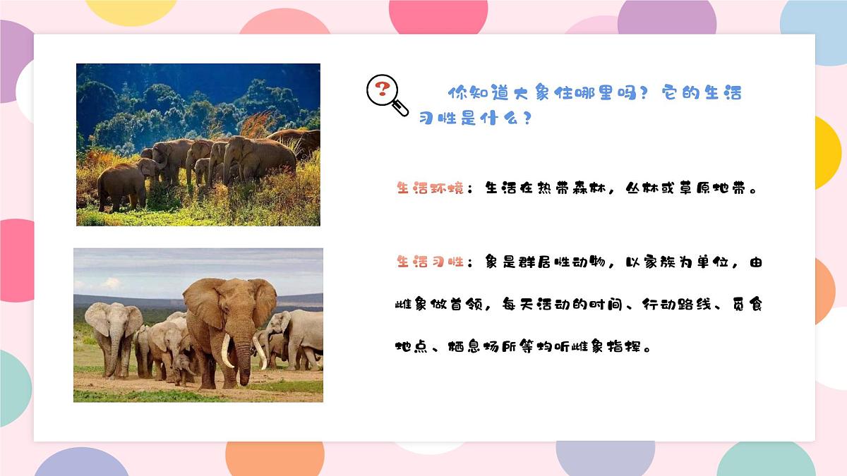 学前教育大班《波点艺术遇见大象》课件第7页