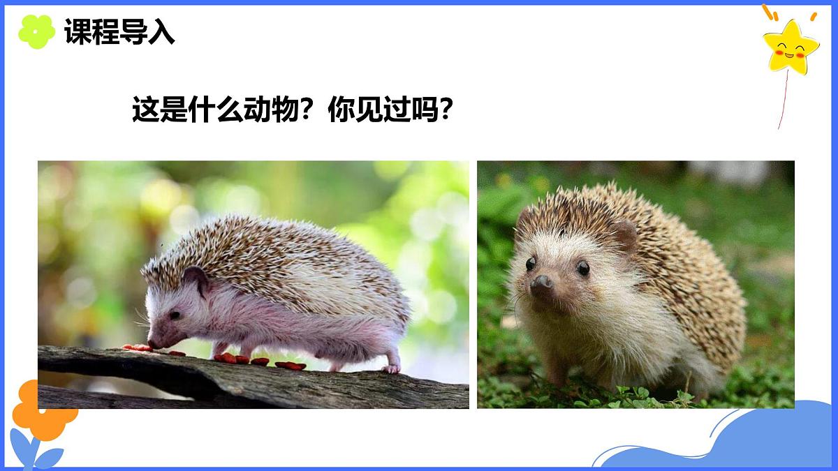 学前教育大班《秋天的小刺猬》课件第3页