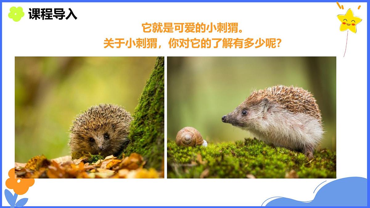 学前教育大班《秋天的小刺猬》课件第4页