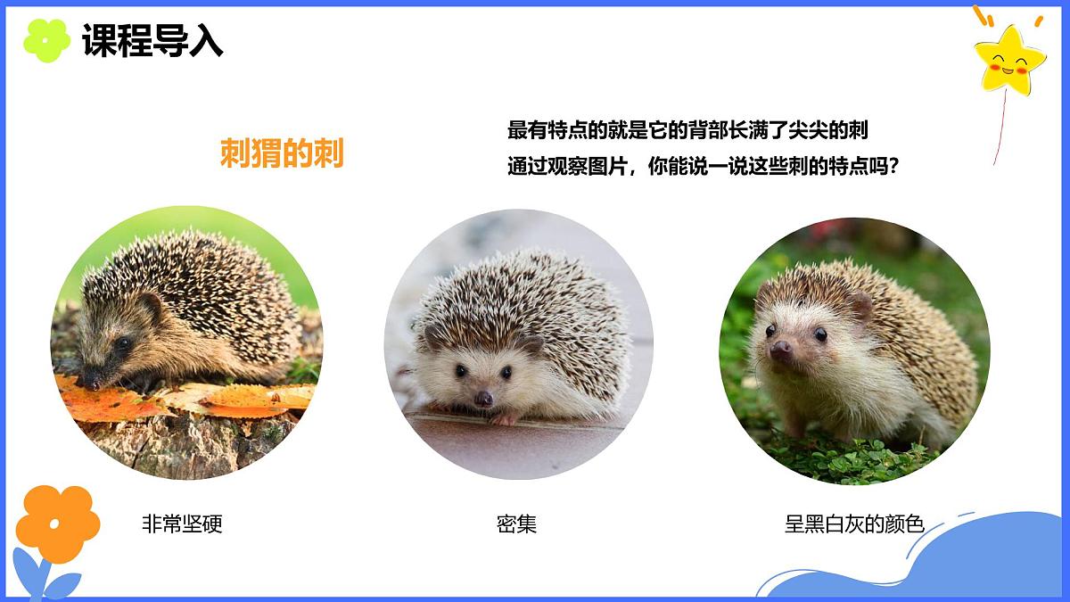 学前教育大班《秋天的小刺猬》课件第7页