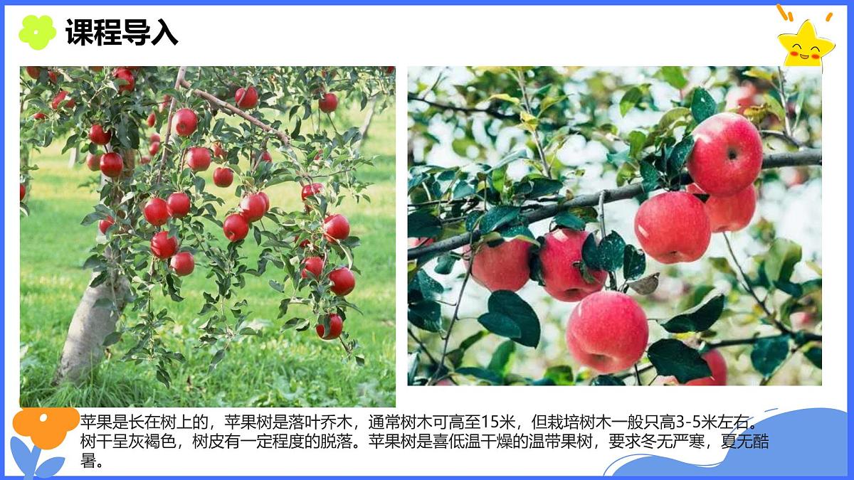 学前教育大班《苹果熟了》课件第7页