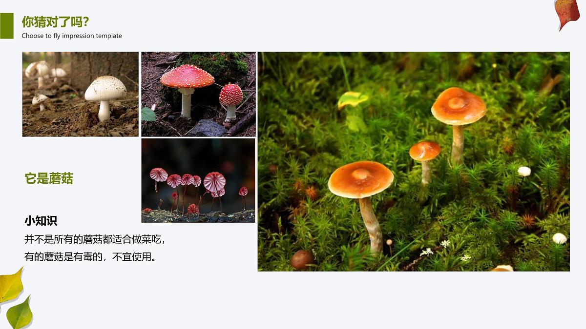 学前教育大班《蘑菇林》课件第5页