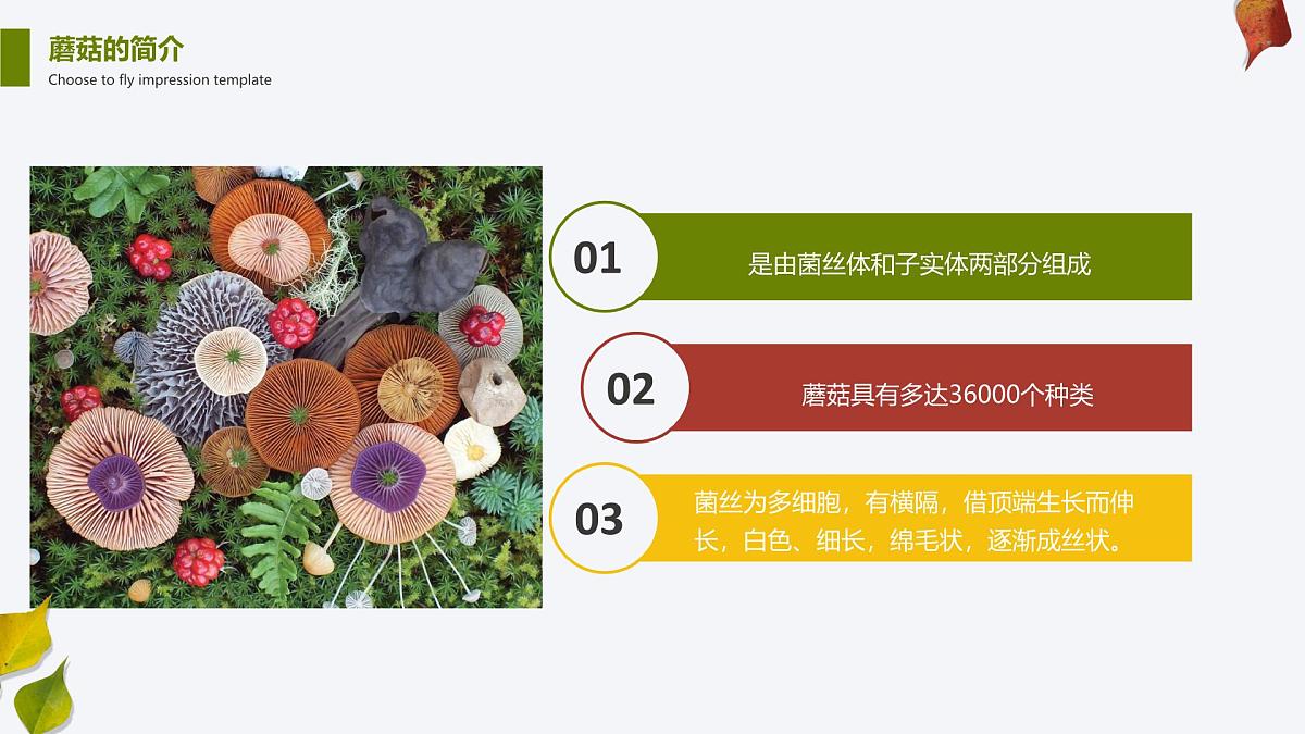 学前教育大班《蘑菇林》课件第6页