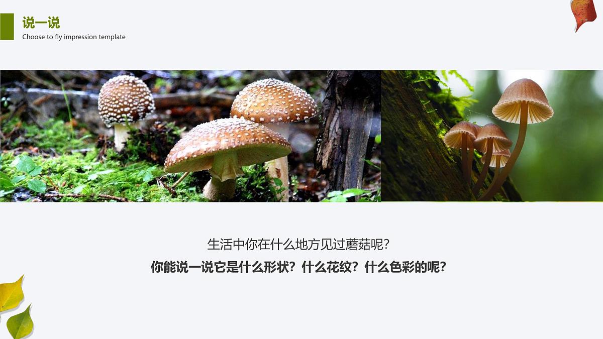 学前教育大班《蘑菇林》课件第7页