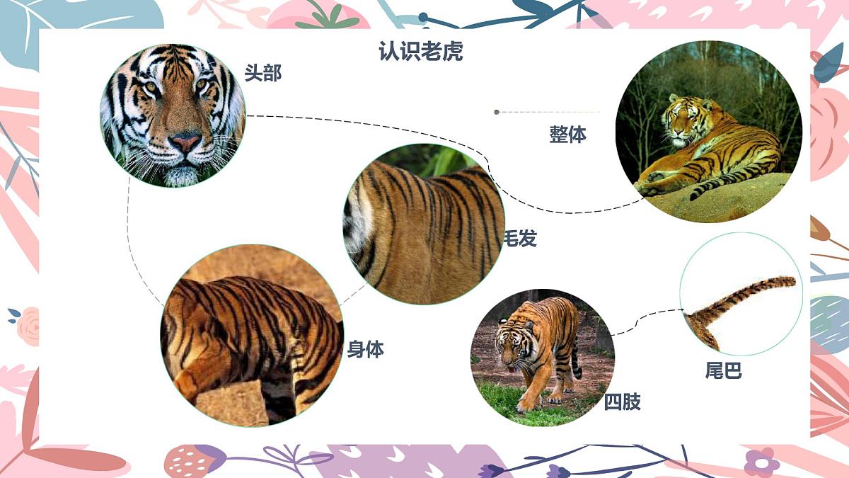 学前教育大班《花丛中的老虎》课件第6页