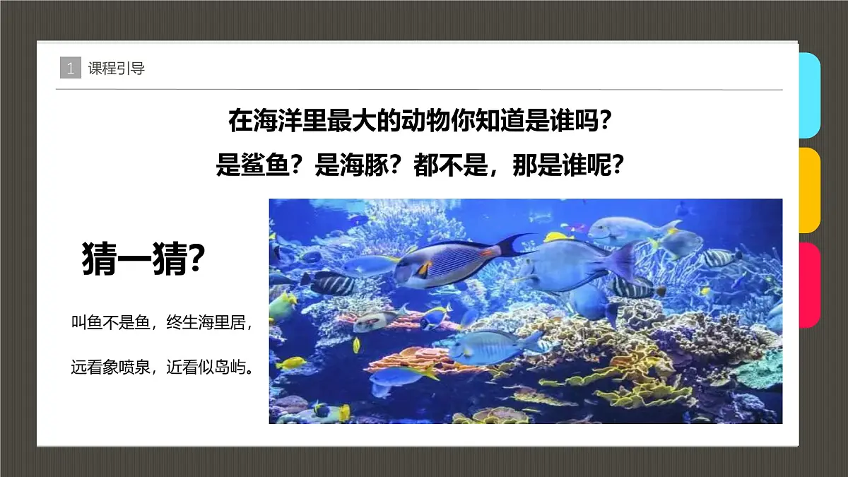 学前教育大班《大海里的蓝鲸》课件第7页