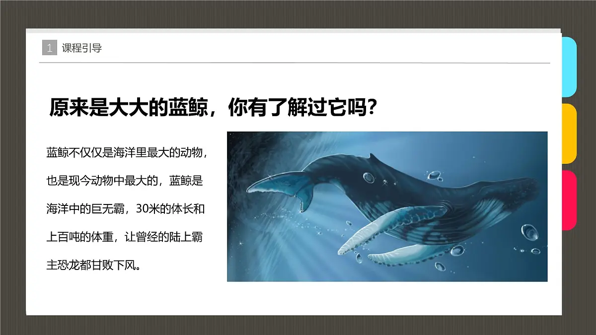学前教育大班《大海里的蓝鲸》课件第8页