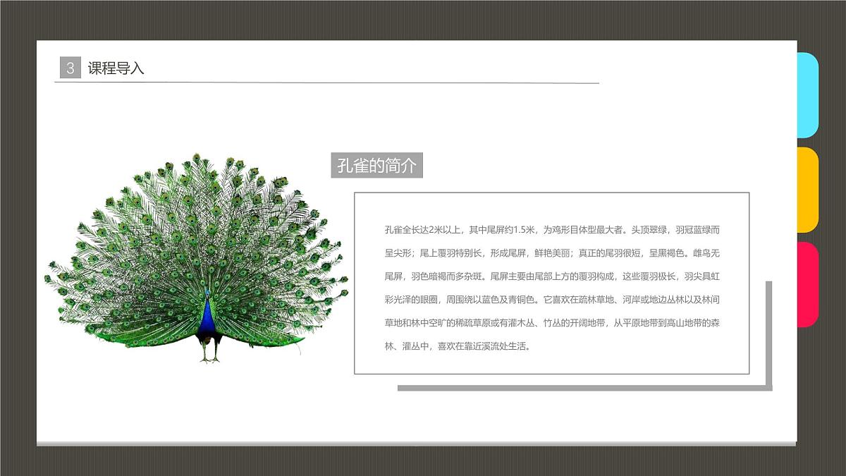 学前教育大班《美丽的孔雀》课件第6页