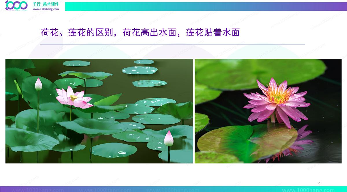 学前教育大班《荷叶上的小姑娘》彩色》课件第4页