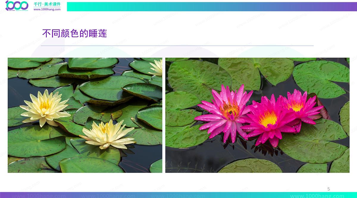学前教育大班《荷叶上的小姑娘》彩色》课件第5页