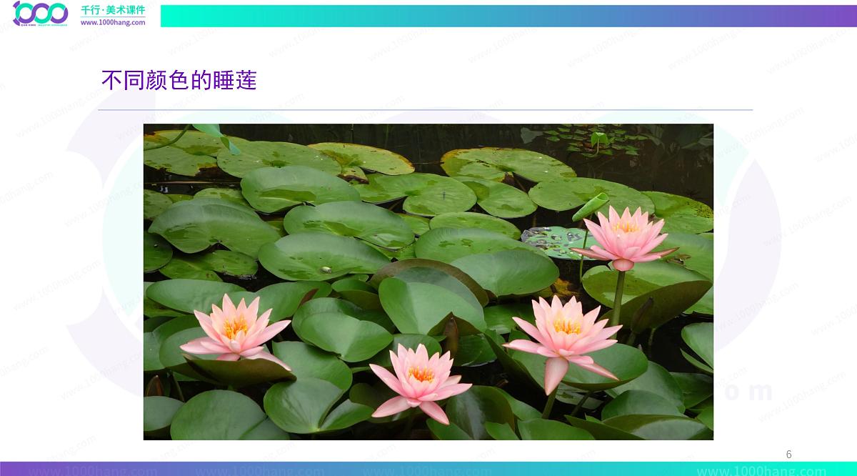 学前教育大班《荷叶上的小姑娘》彩色》课件第6页