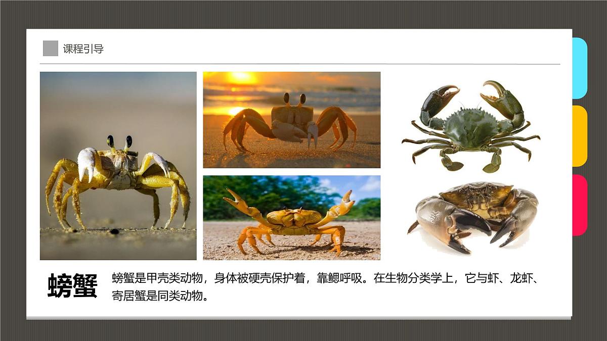 学前教育大班《美味的螃蟹》课件第5页