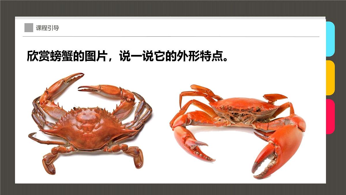学前教育大班《美味的螃蟹》课件第7页
