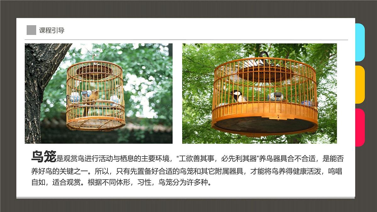 学前教育大班《笼子里的鸟》课件第6页