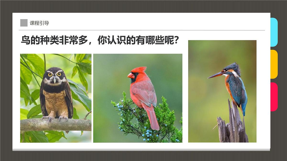 学前教育大班《笼子里的鸟》课件第8页