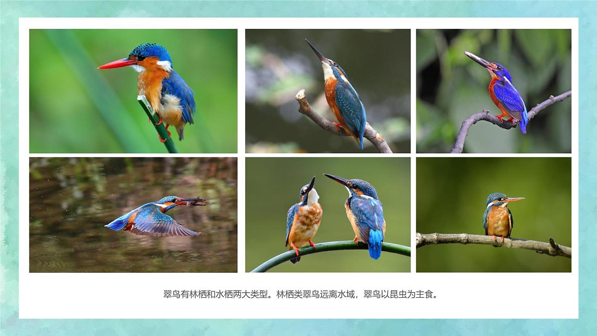 学前教育大班《翠鸟》课件第5页