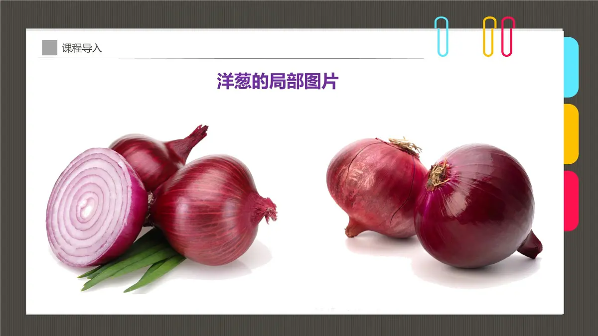 学前教育大班《“让人流泪的蔬菜”洋葱》课件第7页