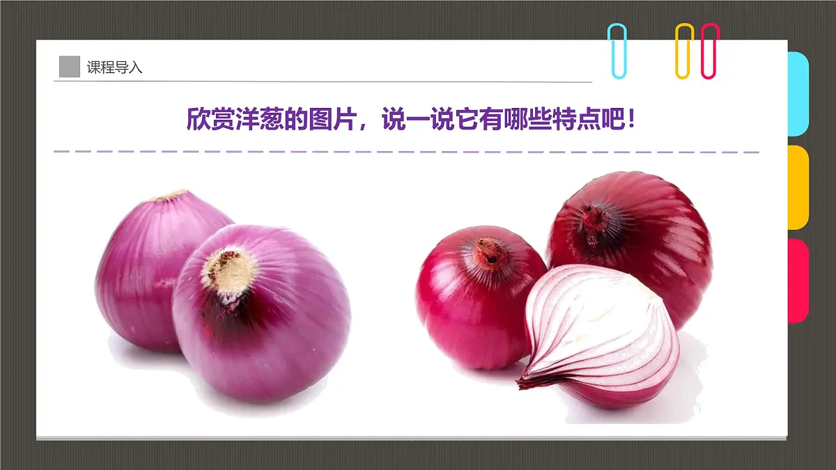 学前教育大班《“让人流泪的蔬菜”洋葱》课件第8页