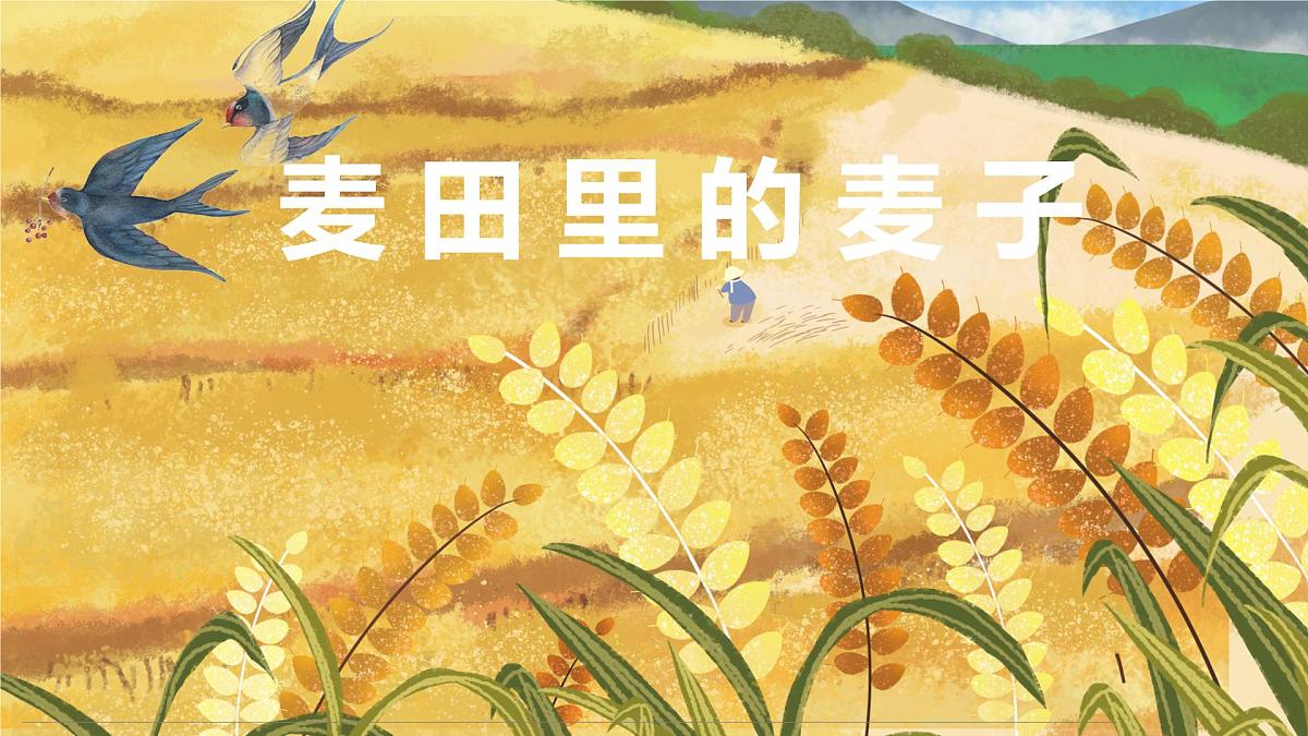 学前教育大班《麦田里的麦子》课件第1页