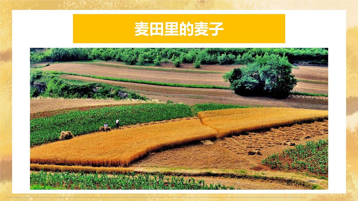 学前教育大班《麦田里的麦子》课件第4页