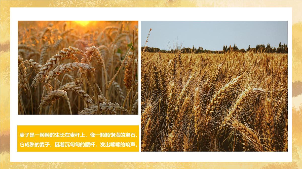 学前教育大班《麦田里的麦子》课件第8页
