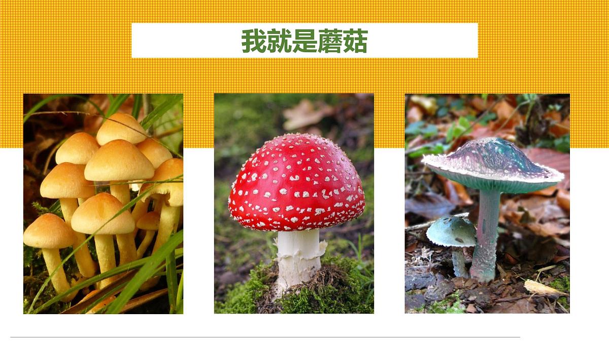 学前教育大班《可爱的蘑菇屋》课件第4页