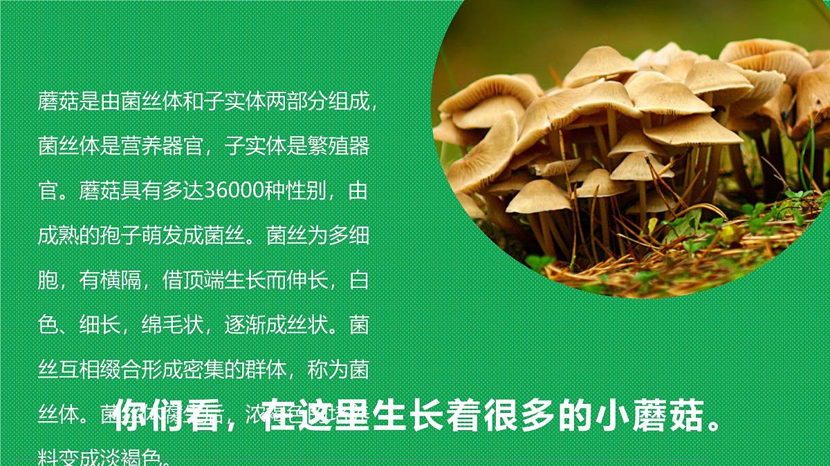 学前教育大班《可爱的蘑菇屋》课件第5页
