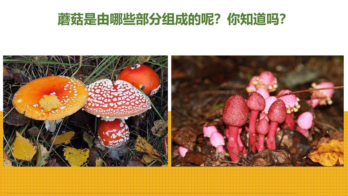 学前教育大班《可爱的蘑菇屋》课件第6页