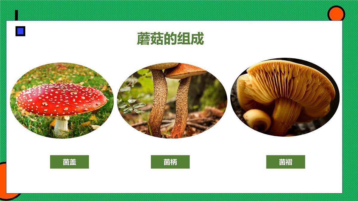 学前教育大班《可爱的蘑菇屋》课件第7页