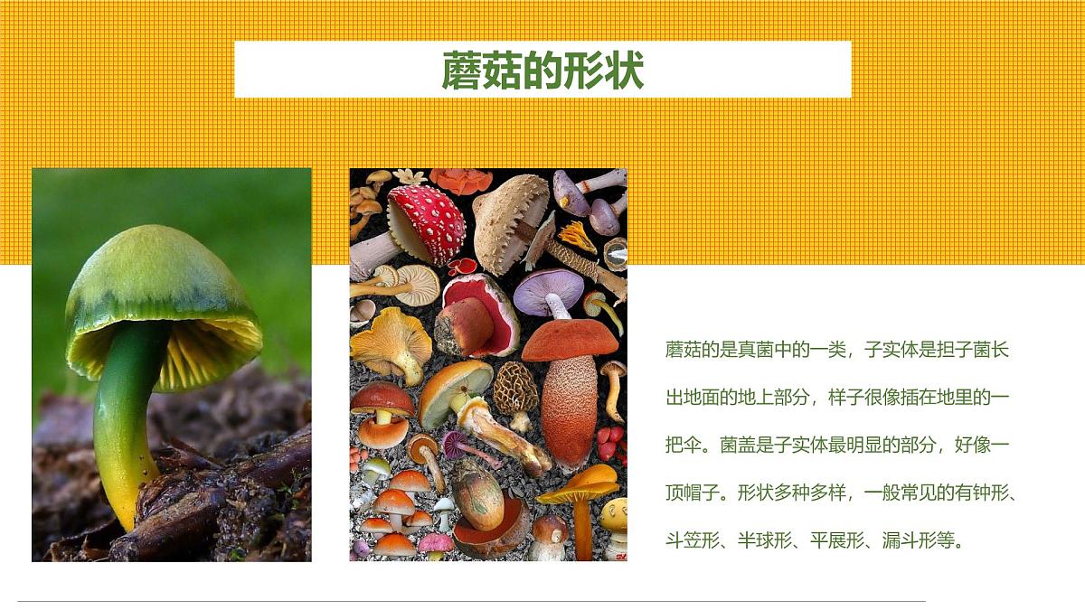 学前教育大班《可爱的蘑菇屋》课件第8页