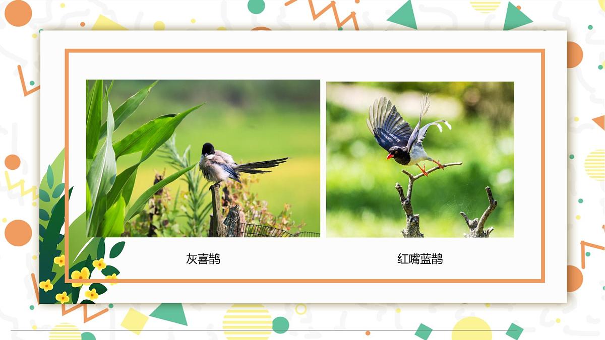 学前教育大班《春暖花开》课件第5页