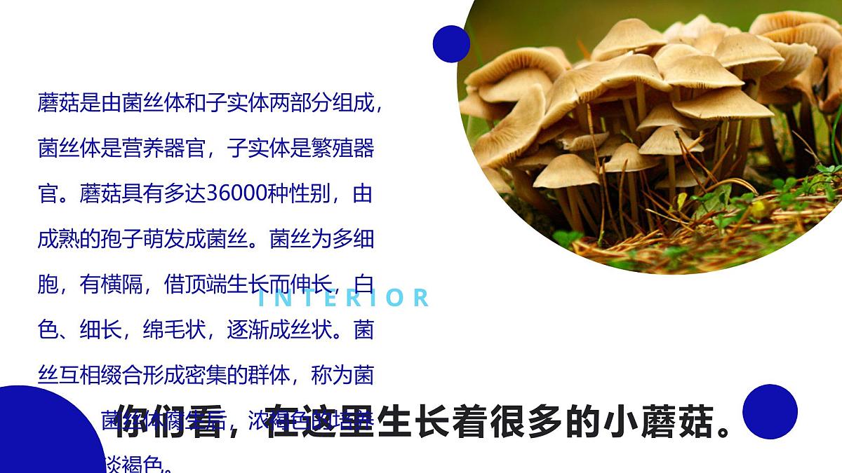 学前教育大班《以新的视角画蘑菇》课件第4页