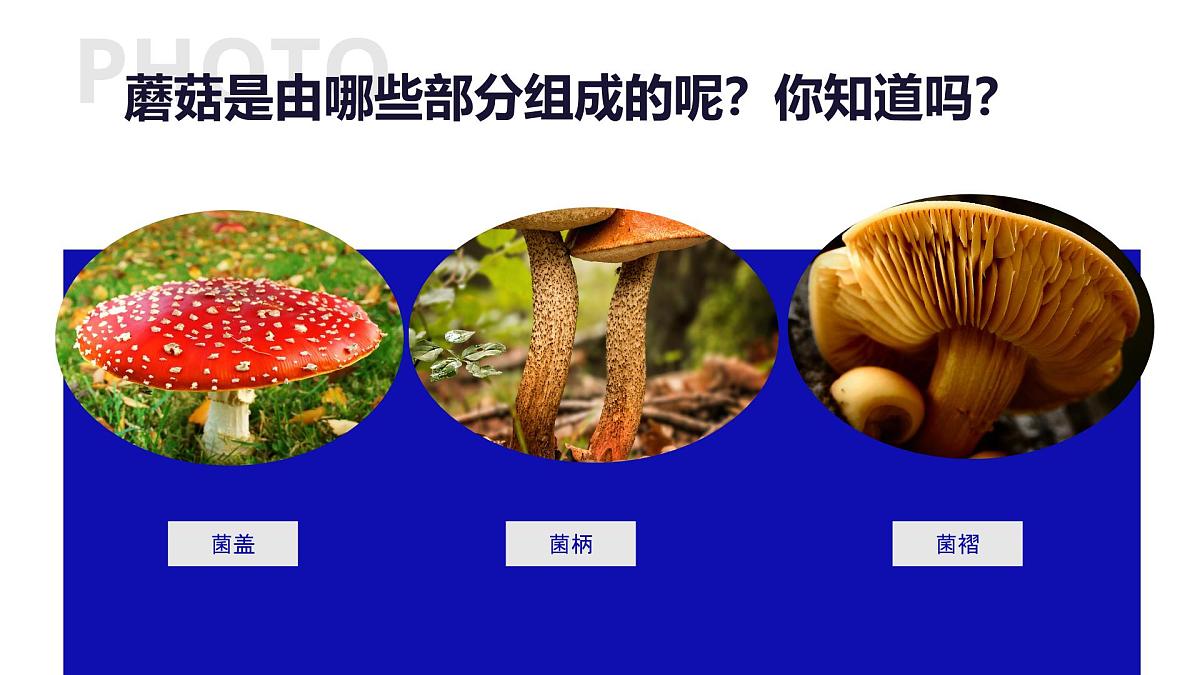 学前教育大班《以新的视角画蘑菇》课件第5页