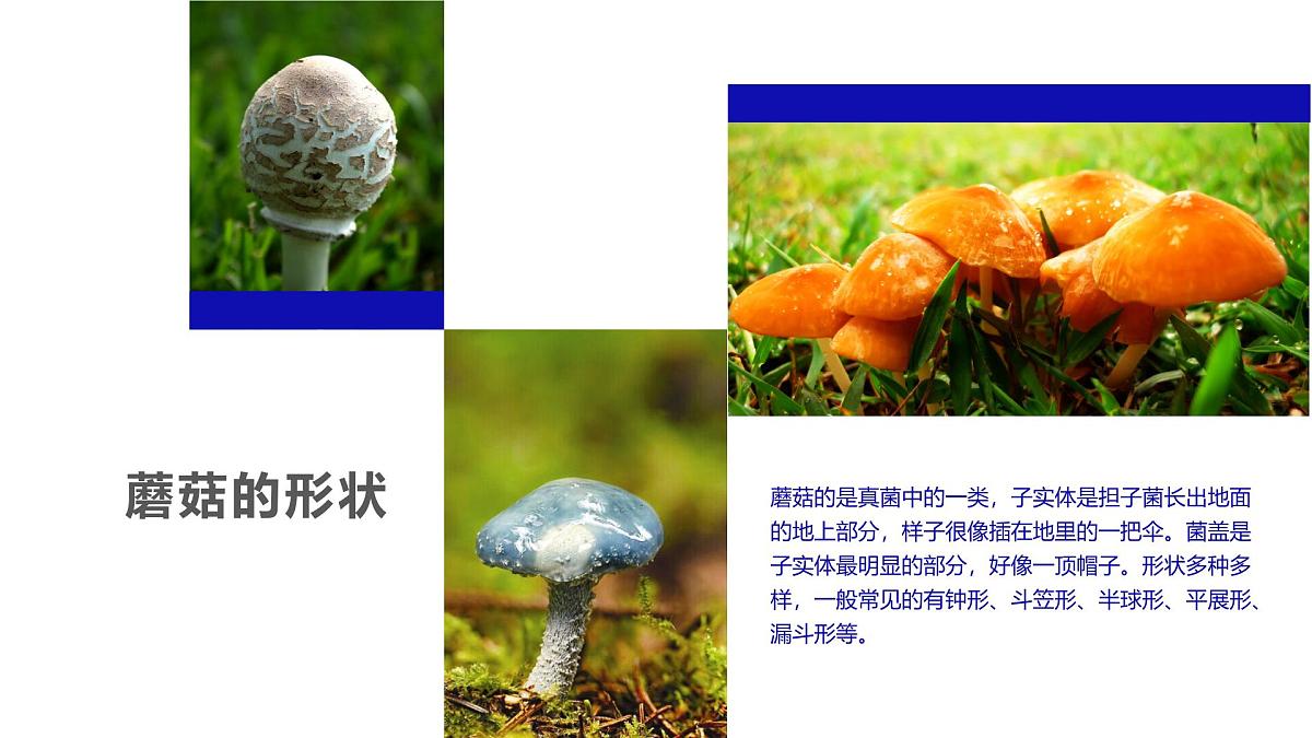 学前教育大班《以新的视角画蘑菇》课件第7页