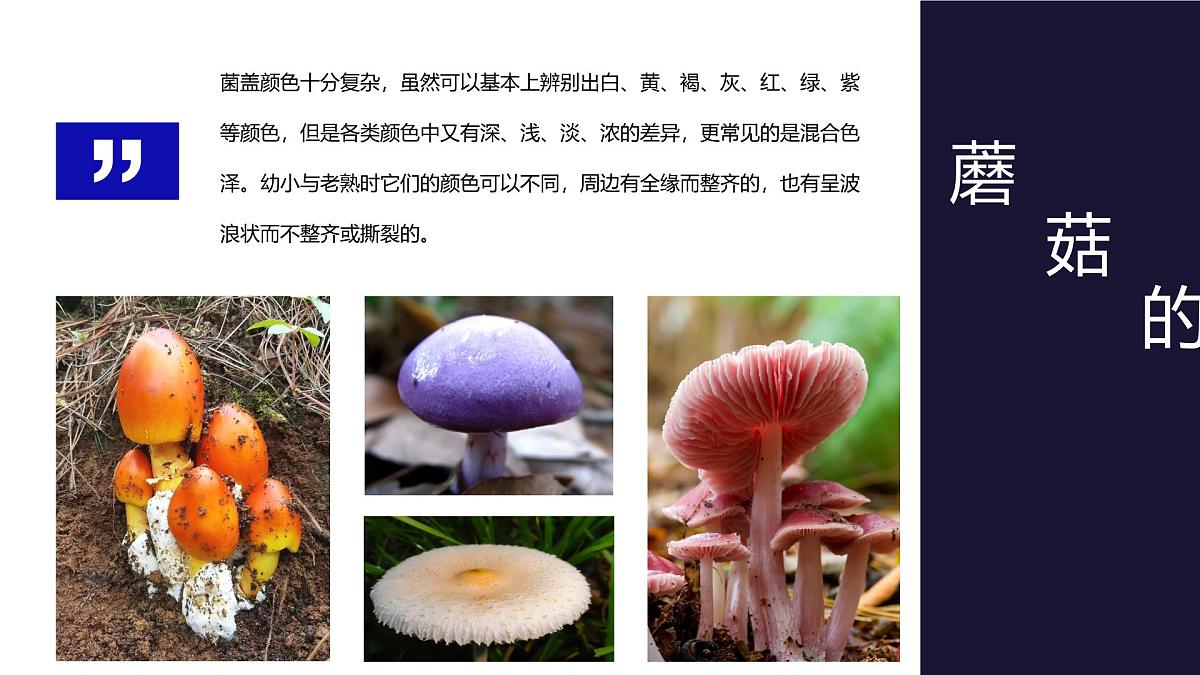 学前教育大班《以新的视角画蘑菇》课件第8页