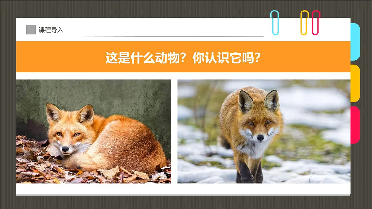 学前教育大班《丛林里的小狐狸》课件第4页