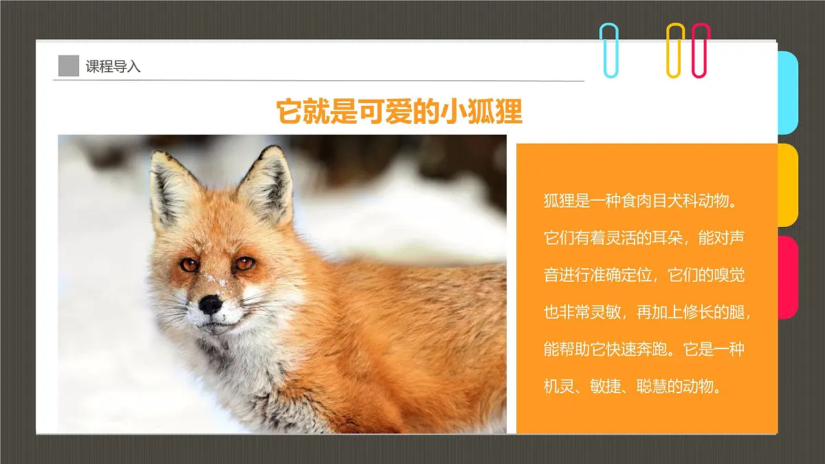 学前教育大班《丛林里的小狐狸》课件第5页