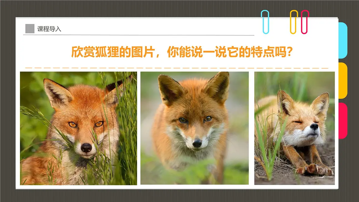 学前教育大班《丛林里的小狐狸》课件第7页
