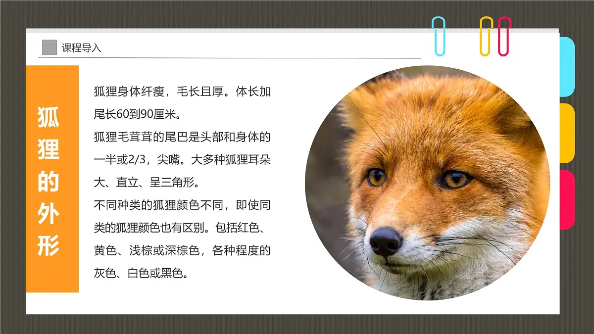 学前教育大班《丛林里的小狐狸》课件第8页